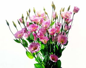 精美鮮花特寫花朵素材植物花葉綠葉圖片 模板下載 6.18MB 其他大全 標(biāo)志丨符號(hào)