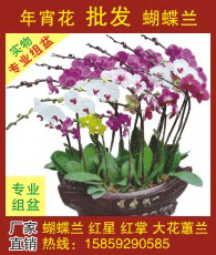 蝴蝶蘭企業大全 蝴蝶蘭企業大黃頁 蝴蝶蘭生產商