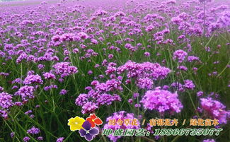 山東宿根花卉 湖南宿根花卉 河北宿根花卉