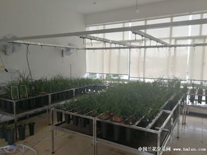大理滇蘭花卉申請賣家