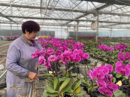花卉產業為賀蘭縣鄉村振興注入新動能