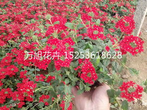 濟南大紅帽月季價格 青島大紅帽月季價格 煙臺大紅帽月季價格 威海大紅帽月季價格15253618628