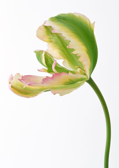 花瓣邊緣呈不規則形的綠色花朵 精品素材