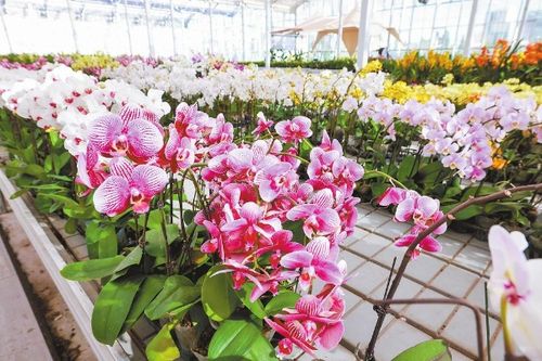 抖音電商發布產業帶發展報告 顏值變產值 直播帶火 鮮花經濟