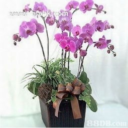 出租婚紗禮服的搜尋結果 鮮花及禮籃 p1