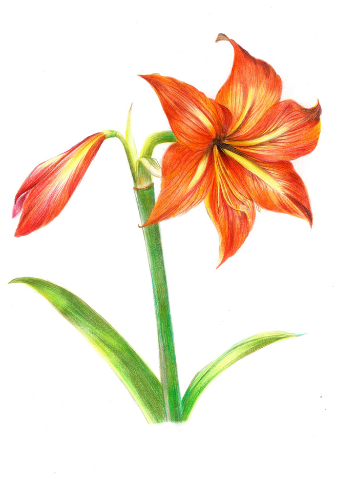 彩鉛花卉