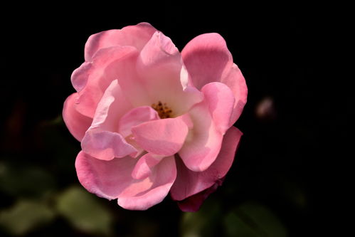 2024花卉植物賞析