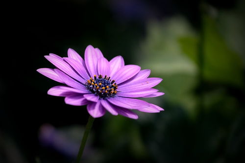 繽紛花卉