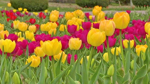 中國花卉博覽園 賞花正當時共赴好春光