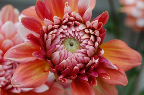 性質, 開花, 廠, 白色, 葉, 花 花