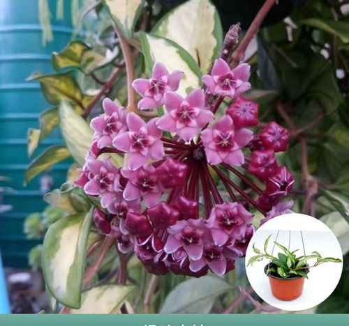3款花堪稱 花中精品 ,好看又好養,一年開花幾次,室內盆栽也可以