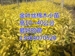 遼寧金葉復葉槭,開原金葉復葉槭,金葉復葉槭小苗