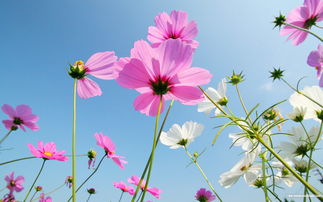 嵩縣林業局2019年公路兩側花卉美化綠化主要花卉種植技術要點
