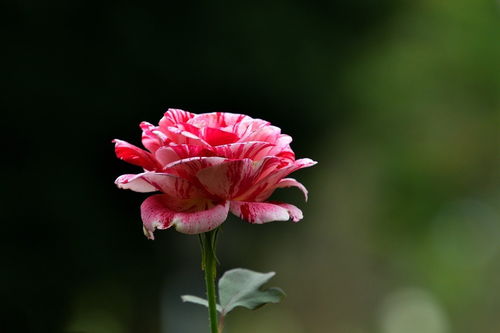 花卉隨拍44