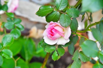 花卉攝影練習|攝影|靜物|missLois 