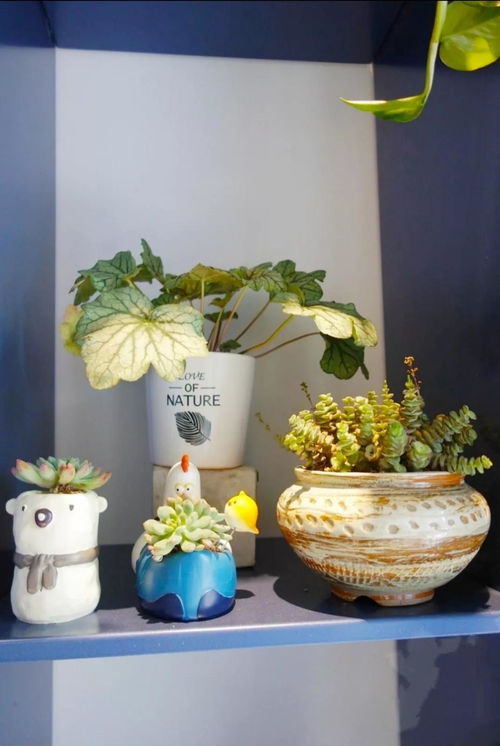 與花相伴 這份 合肥精品花店指南 ,讓你在寒冬也能尋覓出一片春天