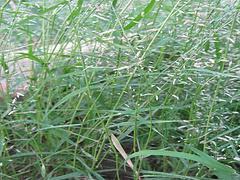 畫眉草供應(yīng) 濰坊優(yōu)質(zhì)的畫眉草·廠家直銷圖片|畫眉草供應(yīng) 濰坊優(yōu)質(zhì)的畫眉草·廠家直銷產(chǎn)品圖片由青州市玉軍水生花卉植物園公司生產(chǎn)提供-
