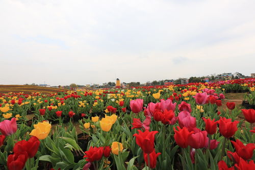 五彩花博園精雕細(xì)琢 確保游客玩的開心