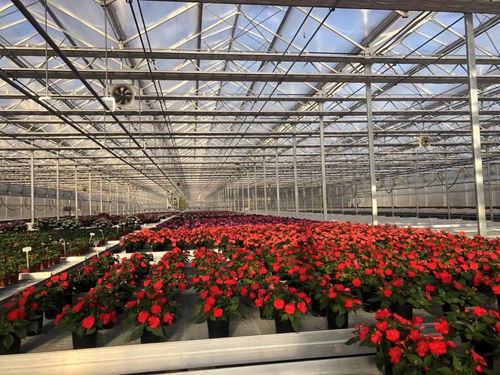 從播種到施肥,上海崇明這座花卉育苗工廠實現了全自動