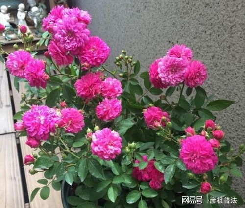 李小姐養1盆 開花機器 ,一年開花300多天,好養又漂亮,還特香
