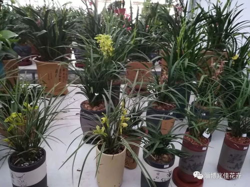 年宵花特惠 精品花卉買一贈百合啦