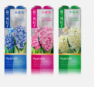 批發采購植物工藝品-小花農廠家直銷 秋冬季專供產品 荷蘭花卉種球 風信子精裝系列.