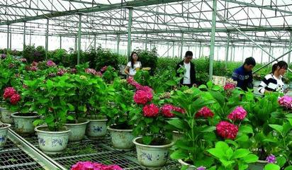 江西:九江縣做大苗木花卉產業“蛋糕”