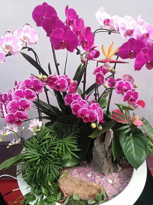 先睹為快 今天第18屆中國 青州 花卉博覽交易會開幕式啦...