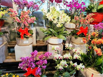 北京各大花卉市場年味兒足,今年蘭花價格更親民