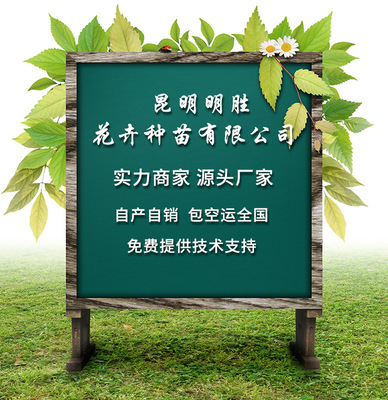 大花月季苗 大花多花四季開花多品種價格優(yōu)