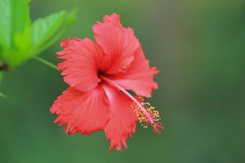 拍攝花卉一 348