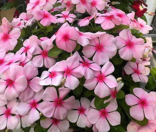 6月二十三日開始,家養(yǎng)此款花卉,空氣清新上檔次,旺財旺運 花朵