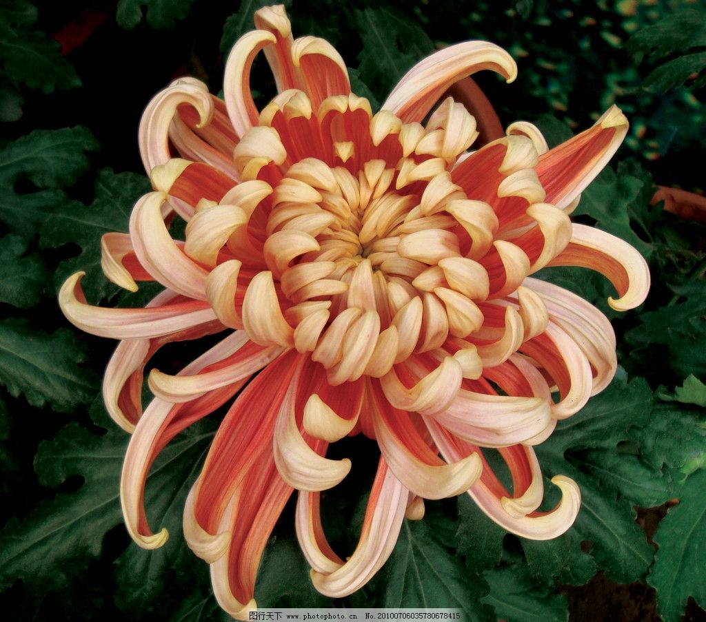 花卉菊花圖片