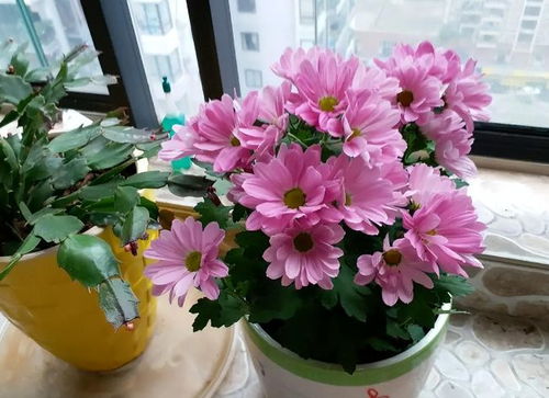 未來(lái)2個(gè)月新買的花要靜養(yǎng),牢記 3點(diǎn) ,個(gè)個(gè)都能養(yǎng)成精品