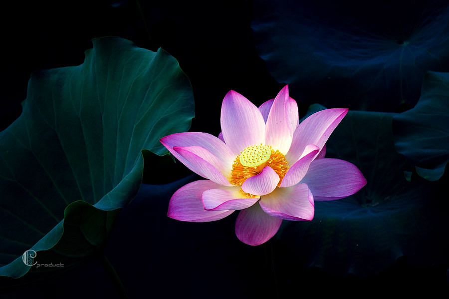 七星巖, 花卉攝影, 賓得, 植物, 色彩 - Anthony