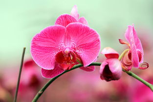 適馬長焦微距 花卉組圖